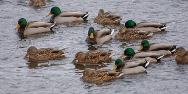 duck hunting duck hunting